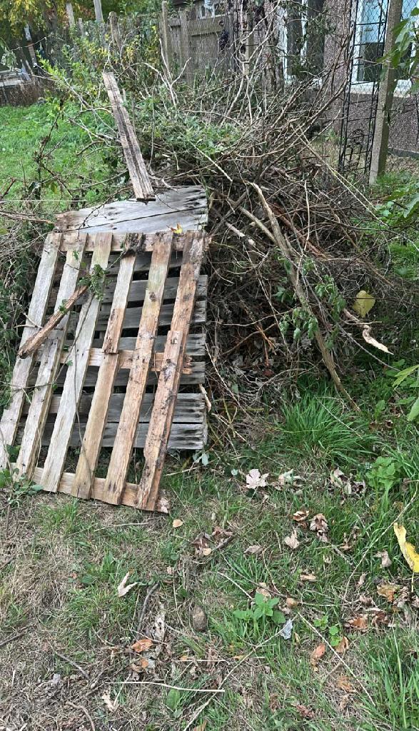 Garden waste removal in Chiswick before service, showing tangled branches and pallet-like wood clutter in the allotment area