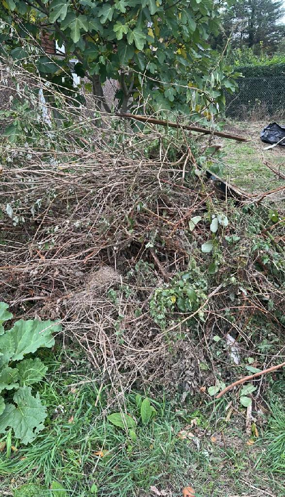 Allotment clearance in Chiswick before service, showing dense tangled branches and overgrown allotment ground